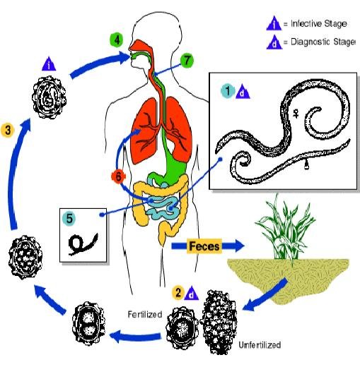 CICLO ASCARIDIASE