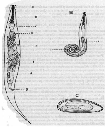 ENTEROBIUS VERMICULARES