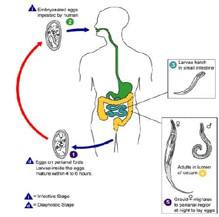 CICLO BIOLOGICO DO ENTEROBIUS VERMICULARES