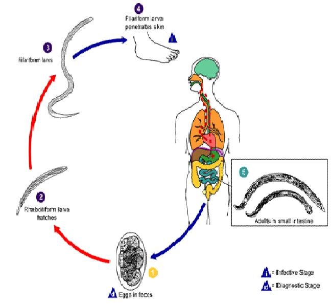 CICLO BIOLOGICO DA ANCILOSTOMIASE